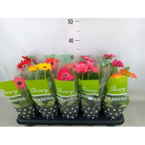 Gerbera  'Ivory'   ...mix