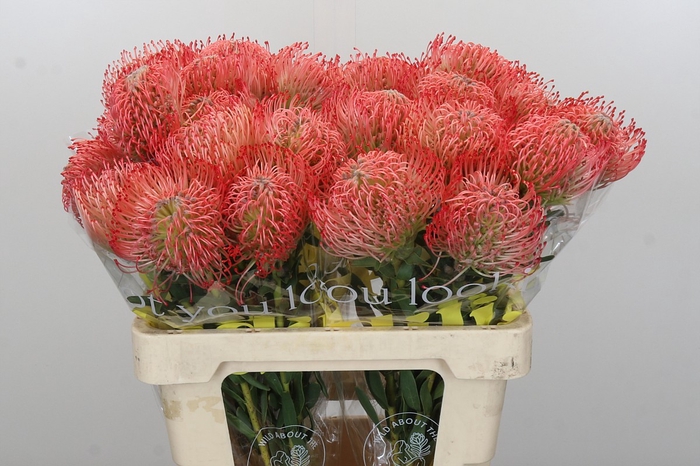 <h4>Nutans Ayoba Pink</h4>