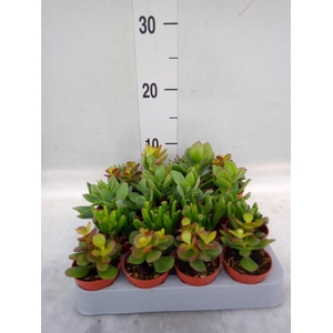 Crassula   ...mix