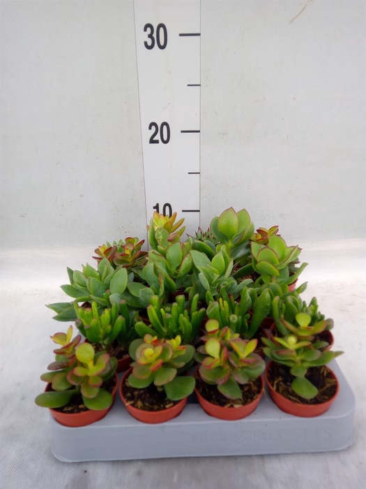 <h4>Crassula   ...mix</h4>