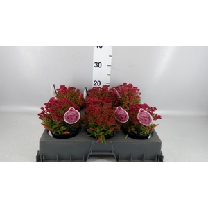 Crassula schmidtii