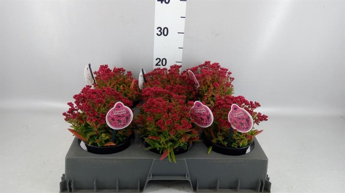 <h4>Crassula schmidtii</h4>