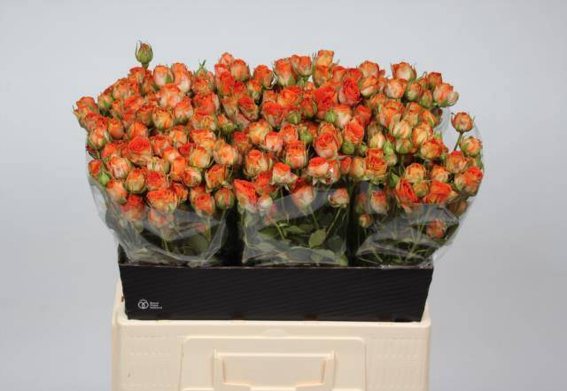 <h4>Rosa spray airya</h4>