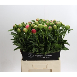 Paeonia Coral Sunset Xxl