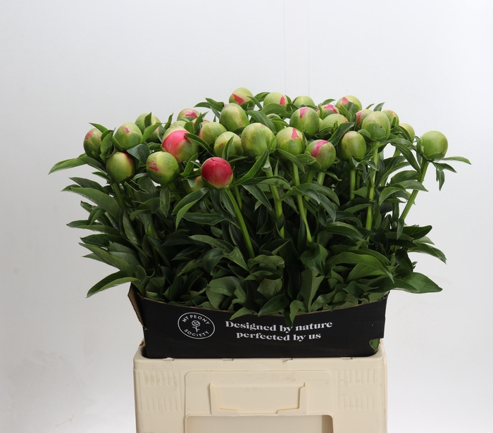 <h4>Paeonia coral sunset XXL</h4>