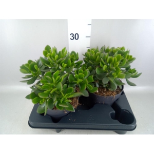 Crassula  'Minova Magic'
