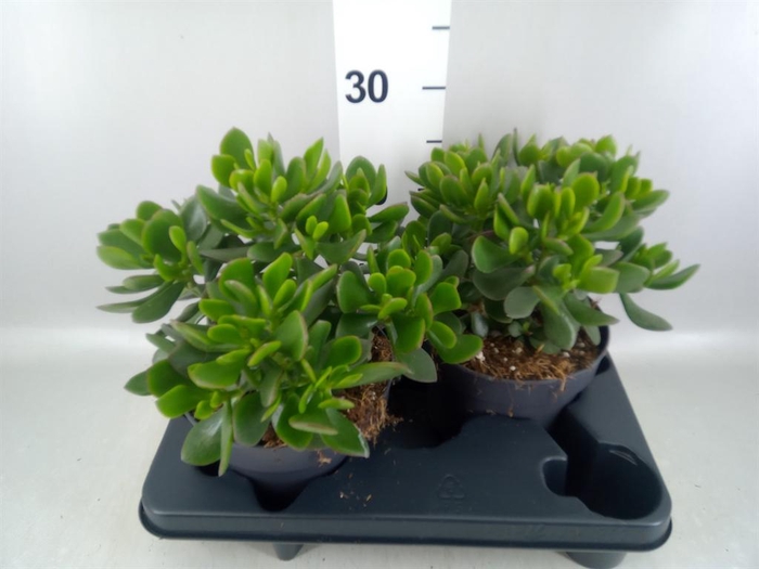 <h4>Crassula  'Minova Magic'</h4>