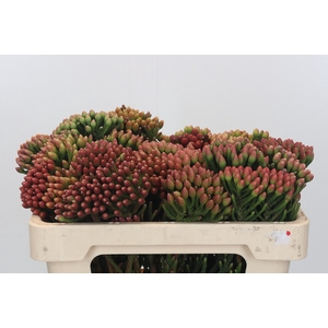 Kaaps Groen Red Brunia Young