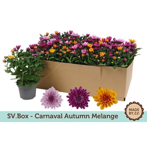 Chrysant Carnaval Autumn Melange in SV.Box