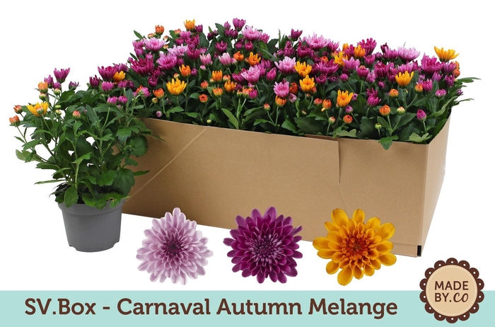 <h4>Chrysant Carnaval Autumn Melange in SV.Box</h4>