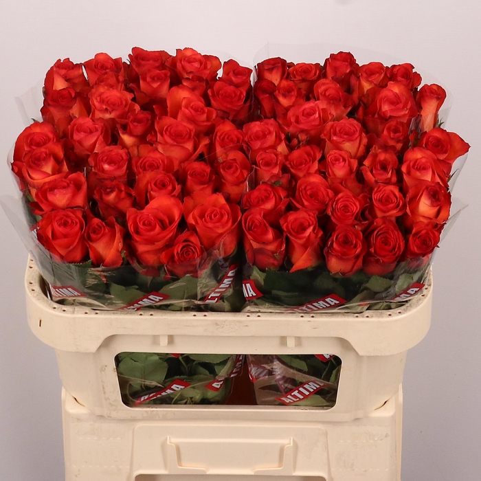 <h4>R GR METEOR</h4>