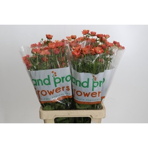 Ranunculus Magical Salmousse