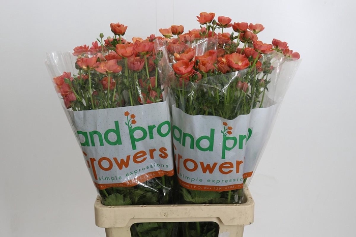 <h4>Ranunculus Magical Salmousse</h4>