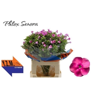 PHLOX SENORA
