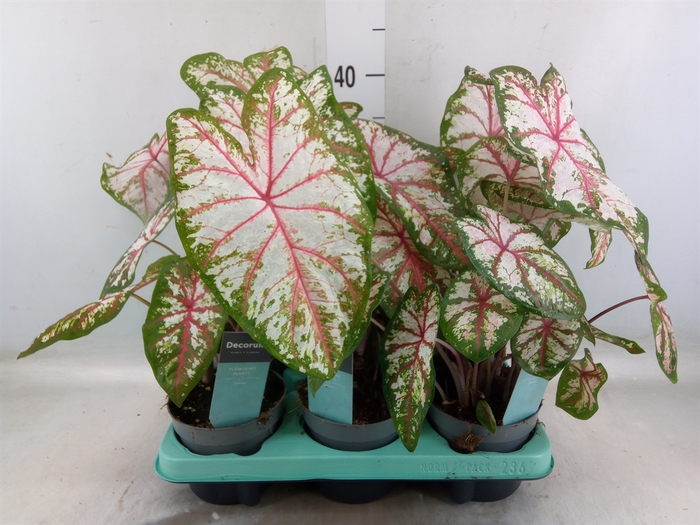 <h4>Caladium   ...</h4>