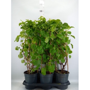 Hydrangea anomala subsp. petiolaris
