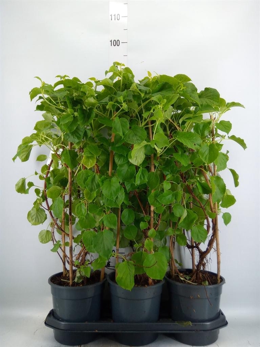 <h4>Hydrangea anomala subsp. petiolaris</h4>