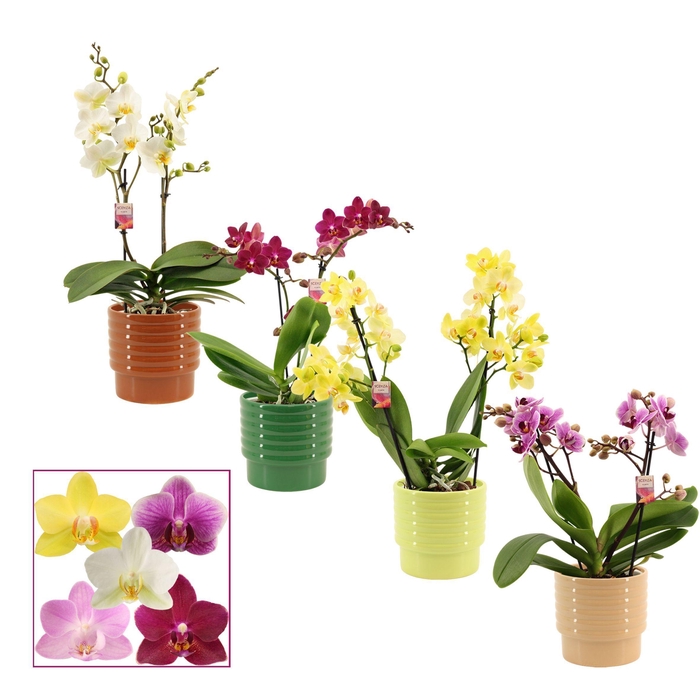 <h4>Phalaenopsis multiflora 2 tak mix in Naemi (Natural bubble-colle</h4>