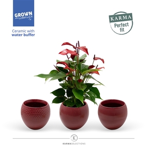 Anthurium - Karma Lava | sierpot + patroon