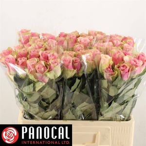 R GR BELLE ROSE