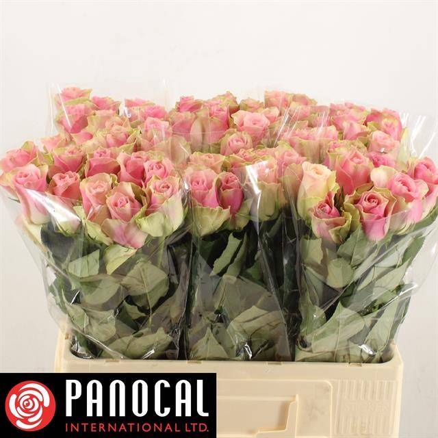 <h4>R GR BELLE ROSE</h4>