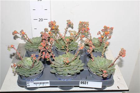 <h4>Echev Dondo</h4>