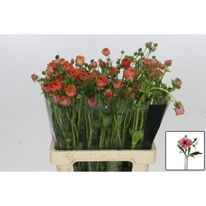 RAN N MODER ALLEGRIA