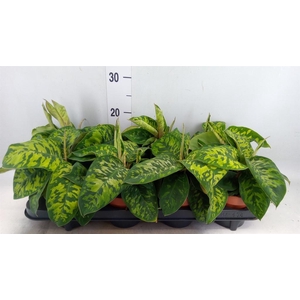 Homalomena wal. 'Camouflage'