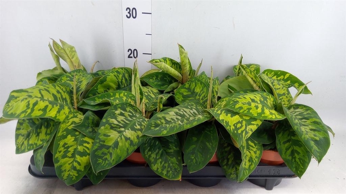 <h4>Homalomena wal. 'Camouflage'</h4>