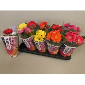 Gerbera Colourgame mix 12Ø 30cm 2fl