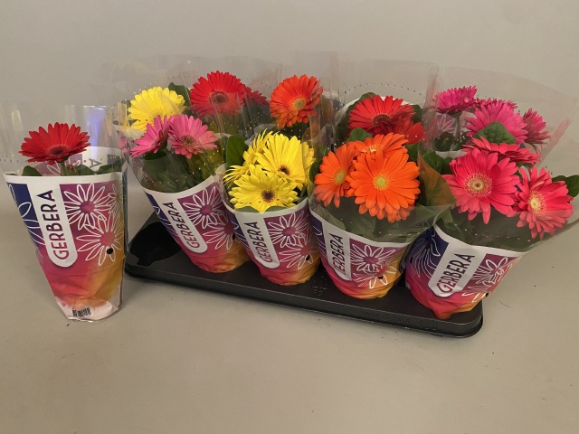 Gerbera Colourgame mix 12Ø 30cm 2fl