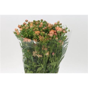 Ran N Modern Vivaldi