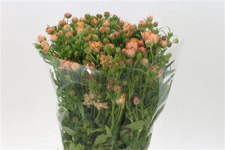 <h4>Ran N Modern Vivaldi</h4>