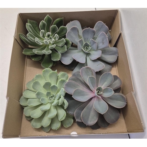Echeveria Gemengd X4