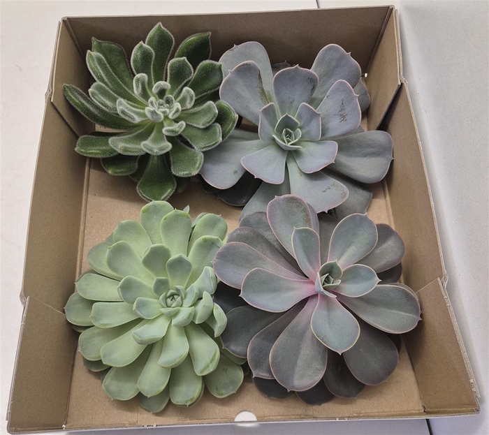 <h4>Echeveria Gemengd X4</h4>