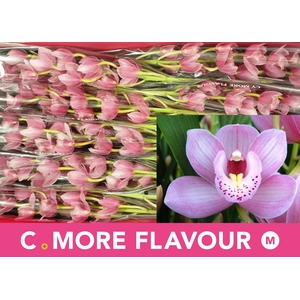 CYMB MI ROSANNA SHAW