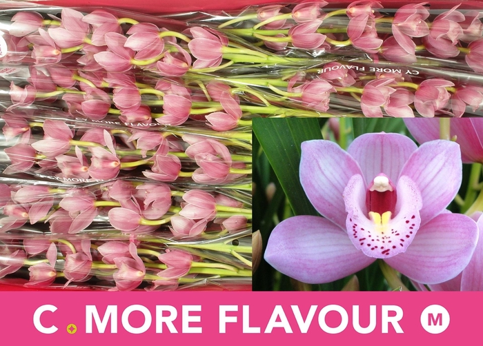 <h4>CYMB MI ROSANNA SHAW</h4>