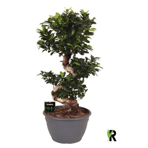 Ficus Mi Overig bonsai Ginseng S-Type