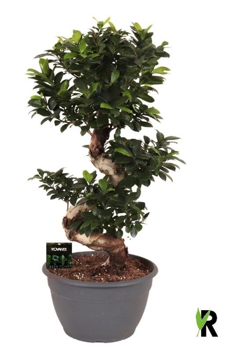 <h4>Ficus Mi Overig bonsai Ginseng S-Type</h4>