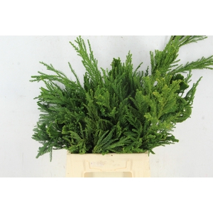 CRYPTOMERIA CRISTATA PER BUNCH