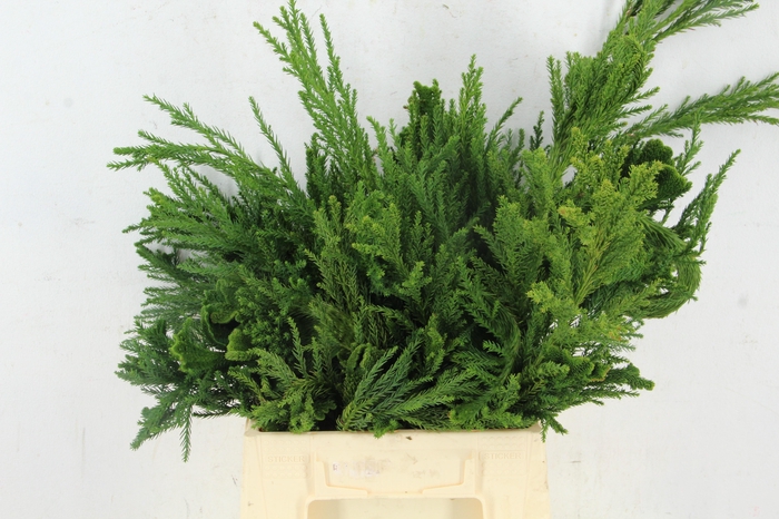 <h4>CRYPTOMERIA CRISTATA PER BUNCH</h4>