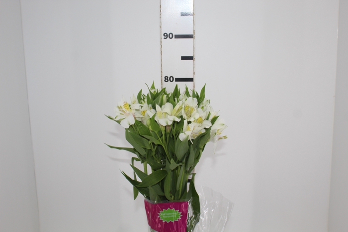 <h4>ALSTROEMERIA AVALANGE 080 CM</h4>