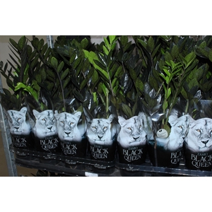 ZAMIOCULCAS BLACK QUEEN P14