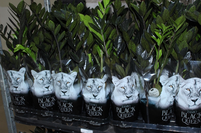<h4>ZAMIOCULCAS BLACK QUEEN P14</h4>