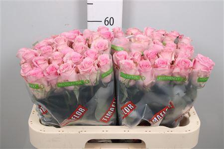 <h4>R Gr Jessika</h4>