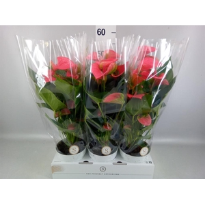 Anthurium andr. 'Pink Champion'