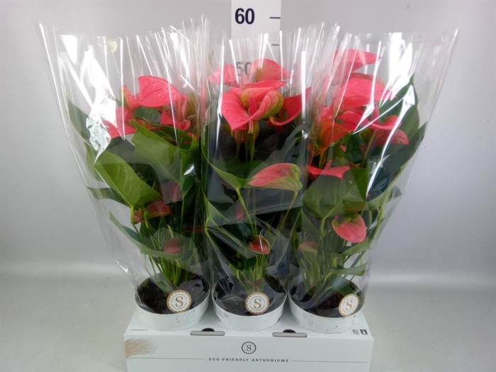 <h4>Anthurium andr. 'Pink Champion'</h4>