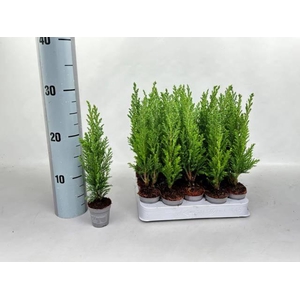 CHAM ELLWOODII MINI P5.5