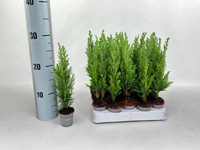 <h4>CHAM ELLWOODII MINI P5.5</h4>