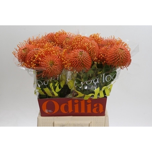 Nutans Ayoba Orange Zest